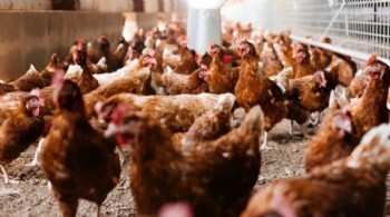 Ticaret Bakanlığı'ndan 'tavuk' hamlesi: İhracat durdu, 'fahiş fiyat' denetimi başladı