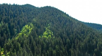 Türkiye Ormancılar Derneği'nden, Orman Kanunu’nda değişiklik teklifine tepki