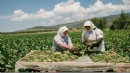 Tütün sektörü 7 yıl sonra ihracatta 1 milyar dolar sınırını aştı