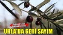 Urla’da Zeytin ve Sanat Festivali başlıyor...