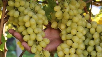 Üzüm satışı için 4 Ağustos'ta izin çıkacak: 100 milyon dolar satış bekleniyor