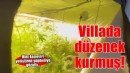 Villada kurduğu serada Hint keneviri yetiştiren şüpheliye gözaltı
