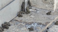 Yağış sonrası kenti kurbağalar bastı