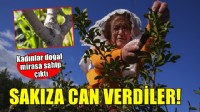 Yarımada kadınları sakız ağacına can verdi
