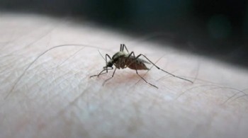 Yaz bitti, sinekler gitmedi... İşte nedeni!