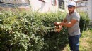 Yemyeşil bir Yunusemre için çalışmalar aralıksız devam ediyor