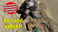 Yüzgecine parke taşı bağlanan deniz kaplumbağası ölü bulundu