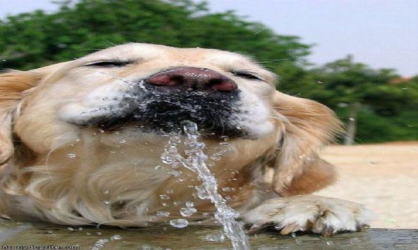Su içen sevimli köpekler