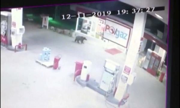 Kastamonu'da ayı petrol istasyonuna daldı!