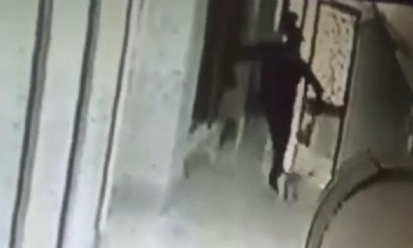 Kedileri öldürüp apatmanın bahçesine attı!