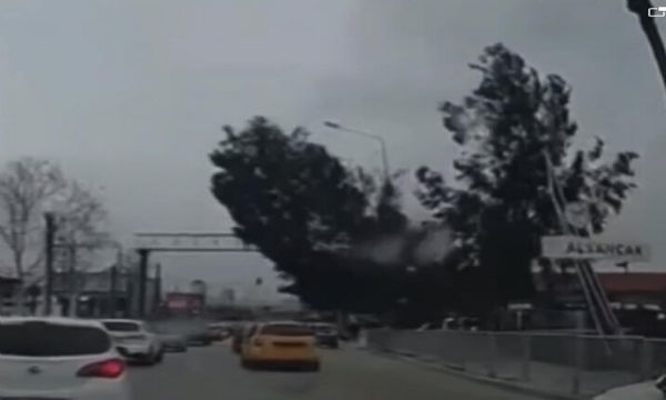 İzmir'de dev ağaç böyle devrildi!